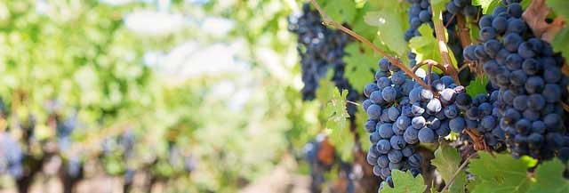 手机号测压在线平台